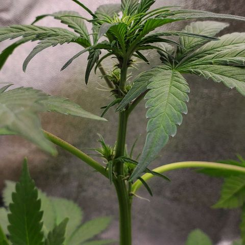 Little L growlog timeline photo