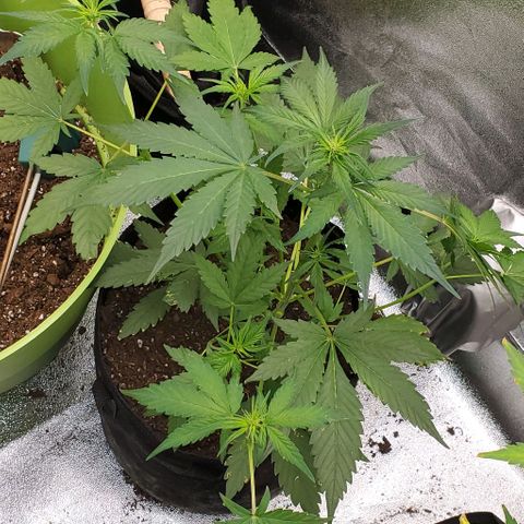 Little L growlog timeline photo