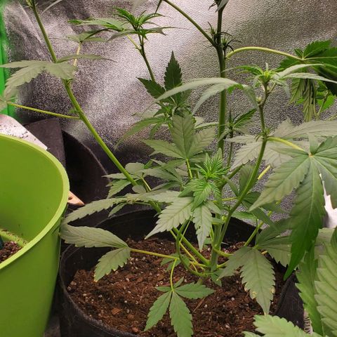 Little L growlog timeline photo