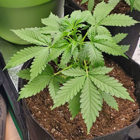 Bubbletwin Candy growlog timeline photo