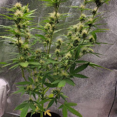 Banalaze II growlog timeline photo