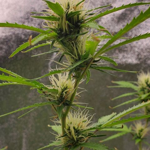 Banalaze II growlog timeline photo