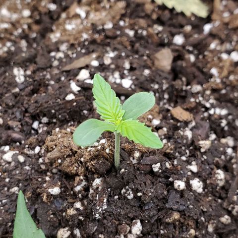 Starla growlog timeline photo