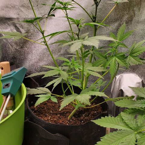 Little L growlog timeline photo