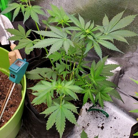 Little L growlog timeline photo