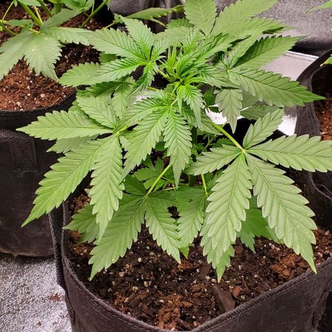 Bubbletwin Candy growlog timeline photo