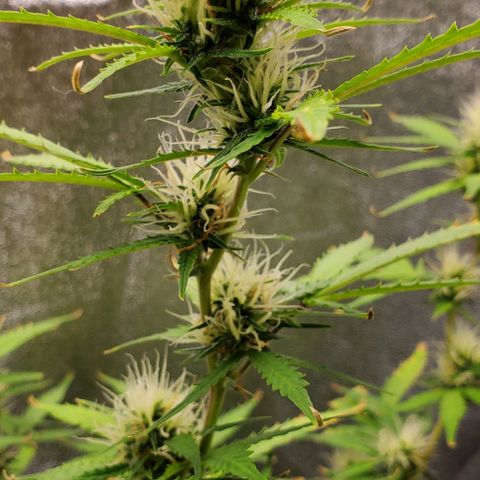 Banalaze II growlog timeline photo