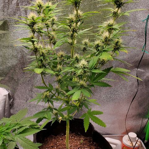 Banalaze II growlog timeline photo