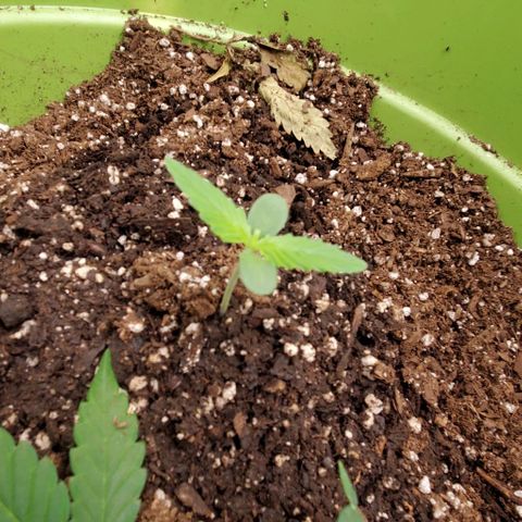 Starla growlog timeline photo