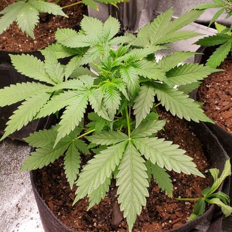 Bubbletwin Candy growlog timeline photo