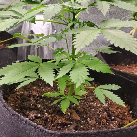 Bubbletwin Candy growlog timeline photo