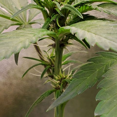 Little L growlog timeline photo