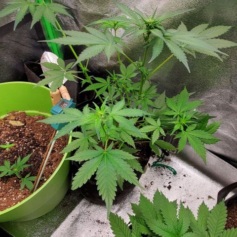 Little L growlog timeline photo