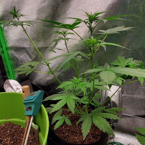 Little L growlog timeline photo