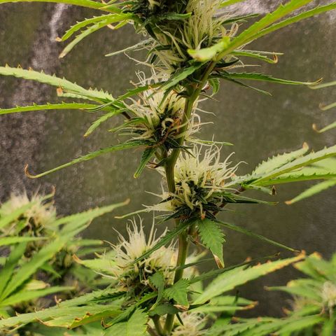 Banalaze II growlog timeline photo