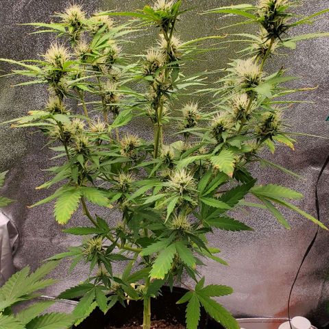 Banalaze II growlog timeline photo