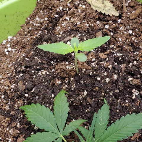 Starla growlog timeline photo