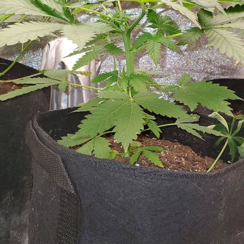 Bubbletwin Candy growlog timeline photo