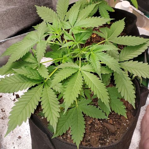 Bubbletwin Candy growlog timeline photo