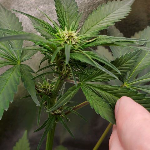 Little L growlog timeline photo