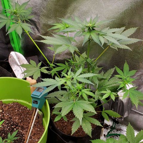 Little L growlog timeline photo