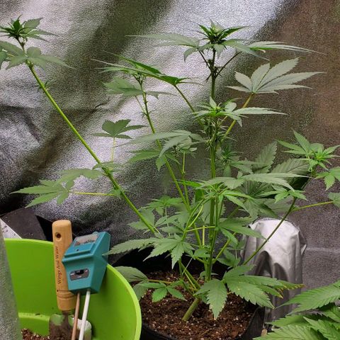 Little L growlog timeline photo