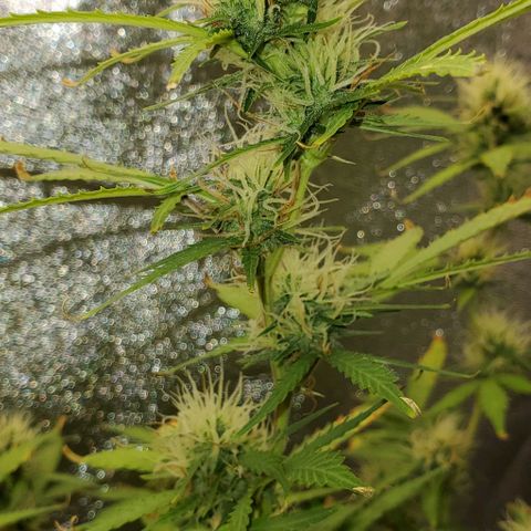 Banalaze II growlog timeline photo