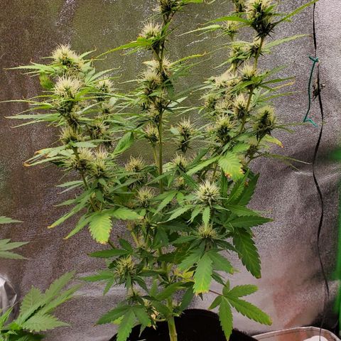 Banalaze II growlog timeline photo