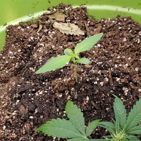 Starla growlog timeline photo