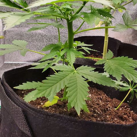 Bubbletwin Candy growlog timeline photo
