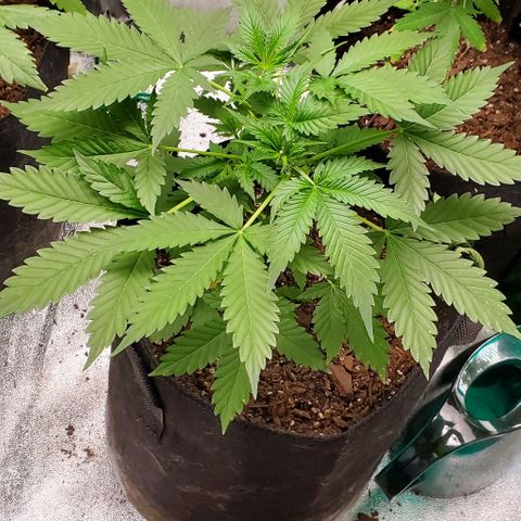 Bubbletwin Candy growlog timeline photo