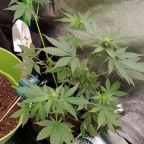 Little L growlog timeline photo