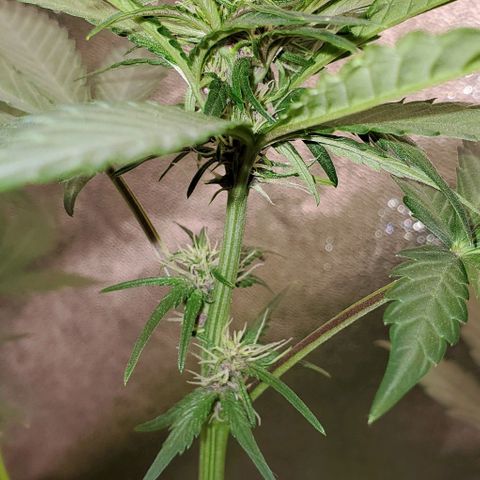 Little L growlog timeline photo