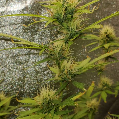 Banalaze II growlog timeline photo