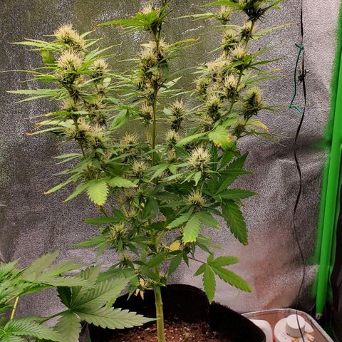 Banalaze II growlog timeline photo