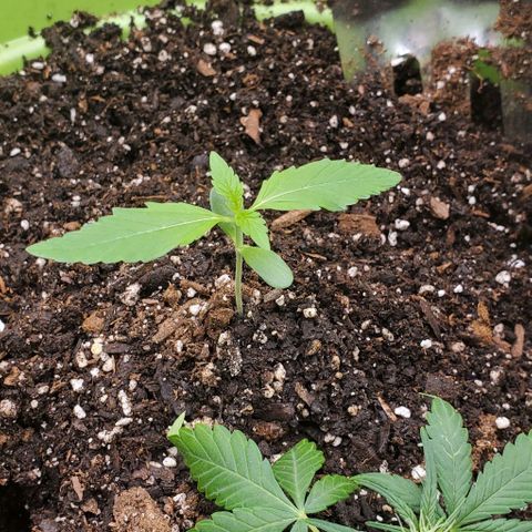 Starla growlog timeline photo