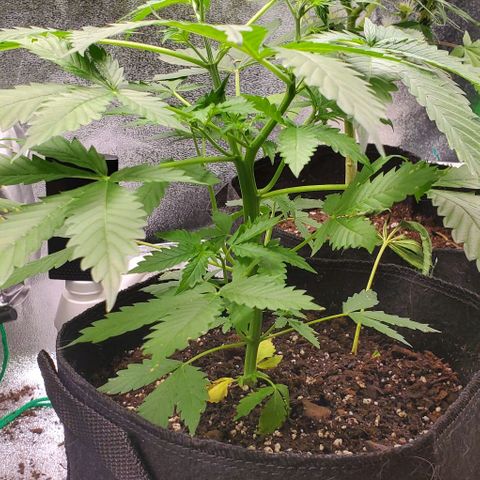 Bubbletwin Candy growlog timeline photo