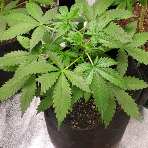 Bubbletwin Candy growlog timeline photo