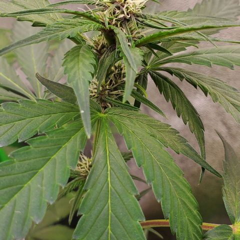 Little L growlog timeline photo