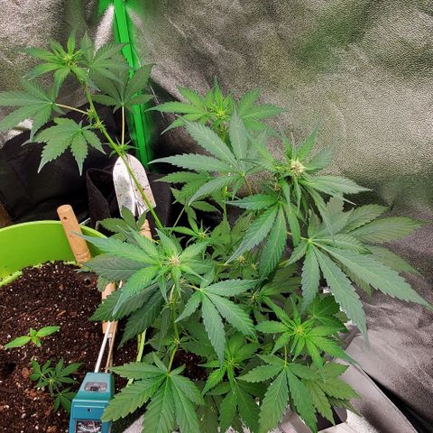 Little L growlog timeline photo