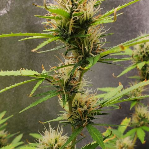 Banalaze II growlog timeline photo