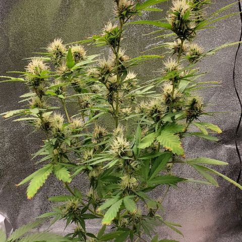 Banalaze II growlog timeline photo