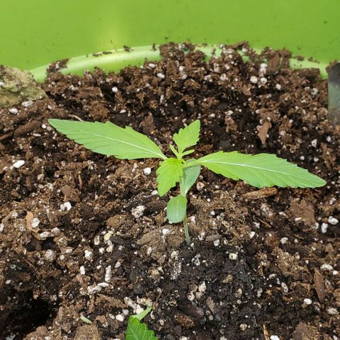 Starla growlog timeline photo