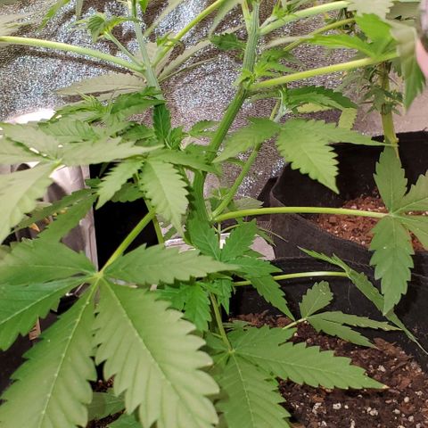 Bubbletwin Candy growlog timeline photo