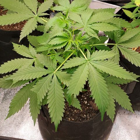Bubbletwin Candy growlog timeline photo