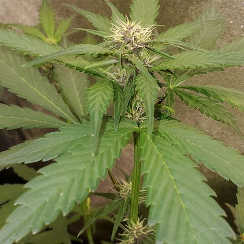 Little L growlog timeline photo