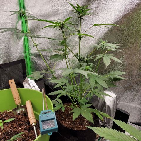 Little L growlog timeline photo