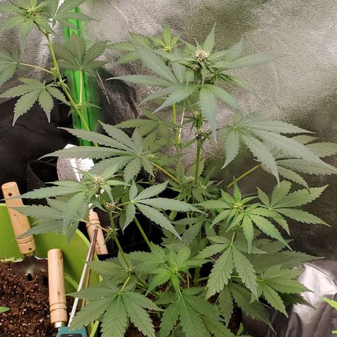 Little L growlog timeline photo