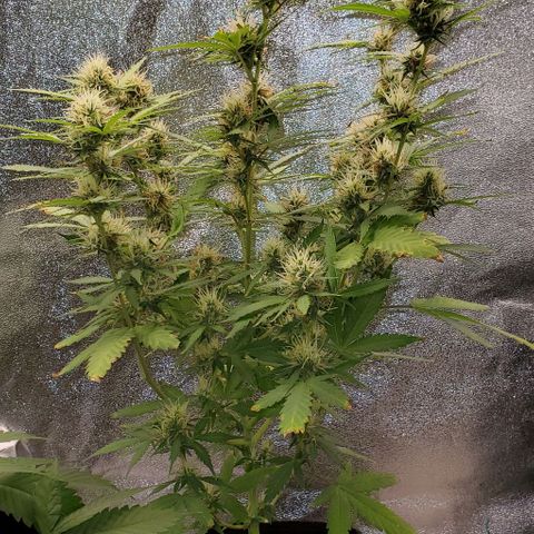 Banalaze II growlog timeline photo