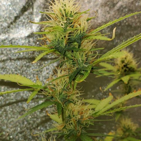 Banalaze II growlog timeline photo